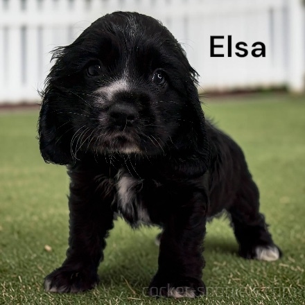 puppy, for, sale, Cocker Spaniel, Joe & Cherri  Overlease, dog, breeder, Miller, MO, dog-breeder, puppy-for-sale, forsale, nearby, find, puppyfind, locator, puppylocator, aca